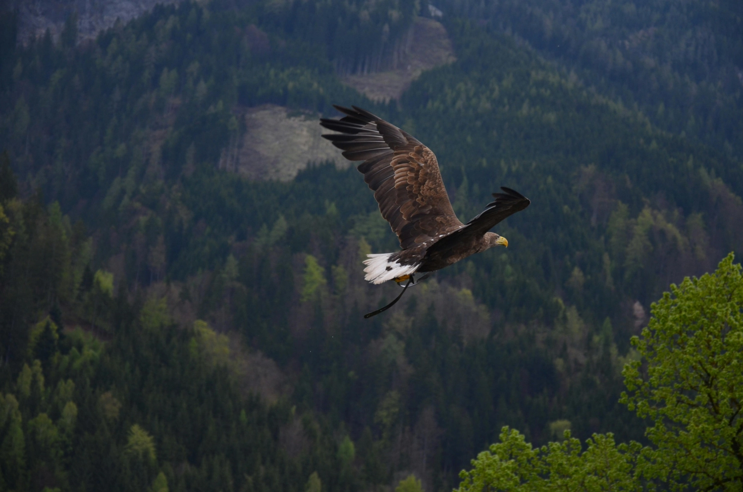 Fliegender Adler von Jesus Disciples Life Ministry e.V.